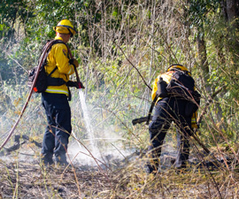 Firemen Putting Out Forest fire 
