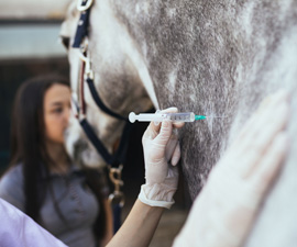 Vet Giving Horse a Vaccine