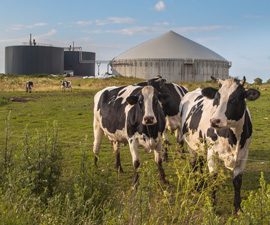 Cows and Biogas